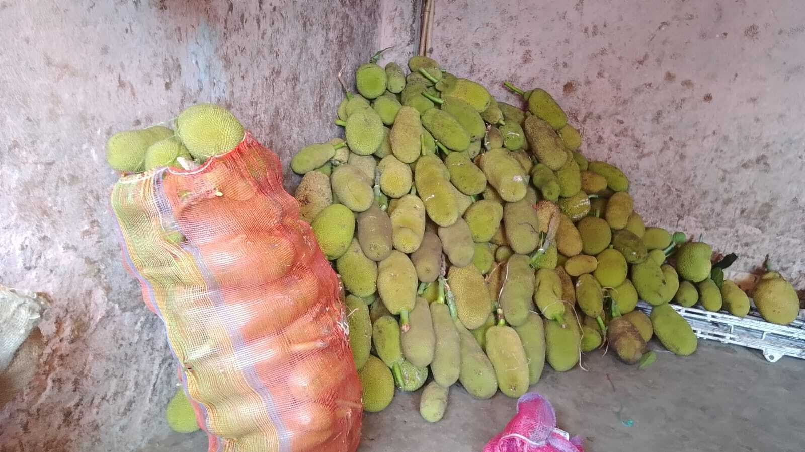 रेलवे से सहयोग नहीं मिलने से दूसरे राज्यों में नहीं जा पा रहा कटहल