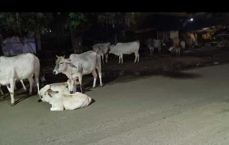 जिले में मवेशी तस्करों का गिरोह सक्रिय, वाहन के अलावा पैदल रास्ते से हो रही है तस्करी