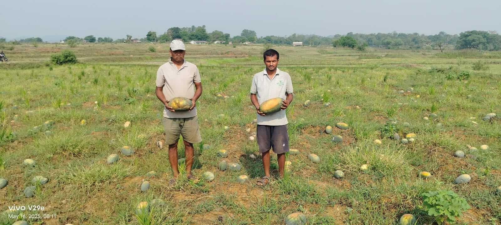East Singhbhum News : ओलावृष्टि और गर्मी से पांच एकड़ तरबूज की खेती बर्बाद