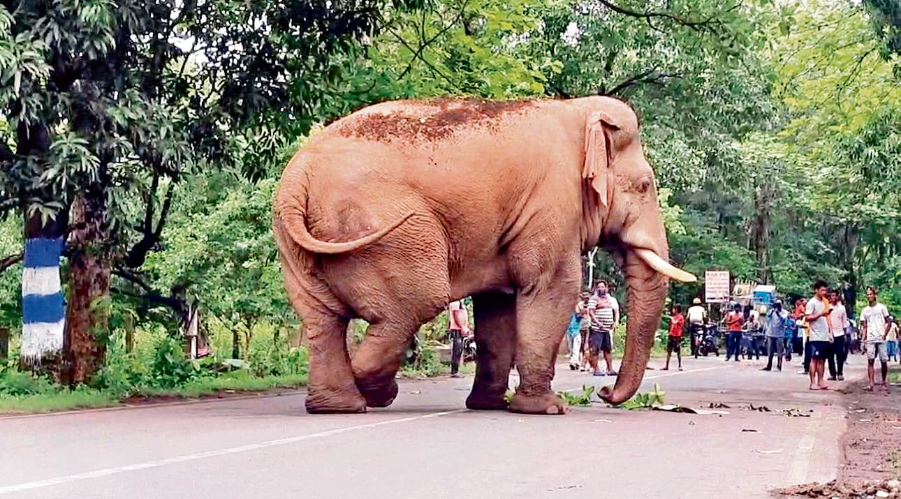 East Singhbhum News : सड़क पर उतरा रामलाल हाथी, डेढ़ घंटे जाम रखा