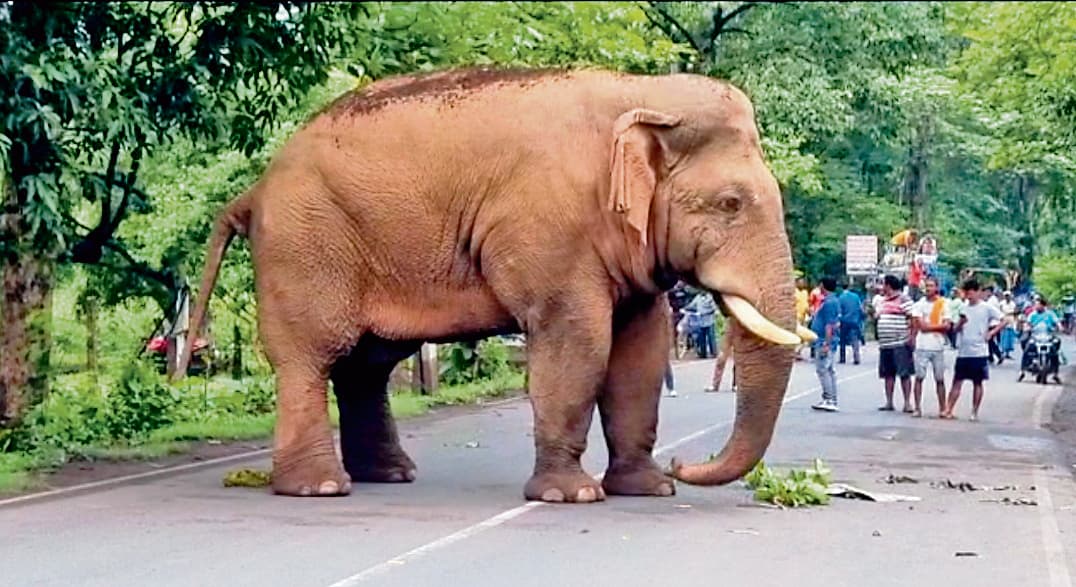 जंगल से भटक कर सड़क पर आया हाथी