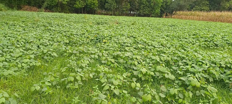 बारिश से गर्मी से मिली राहत, मूंग की फसल को हुआ फायदा