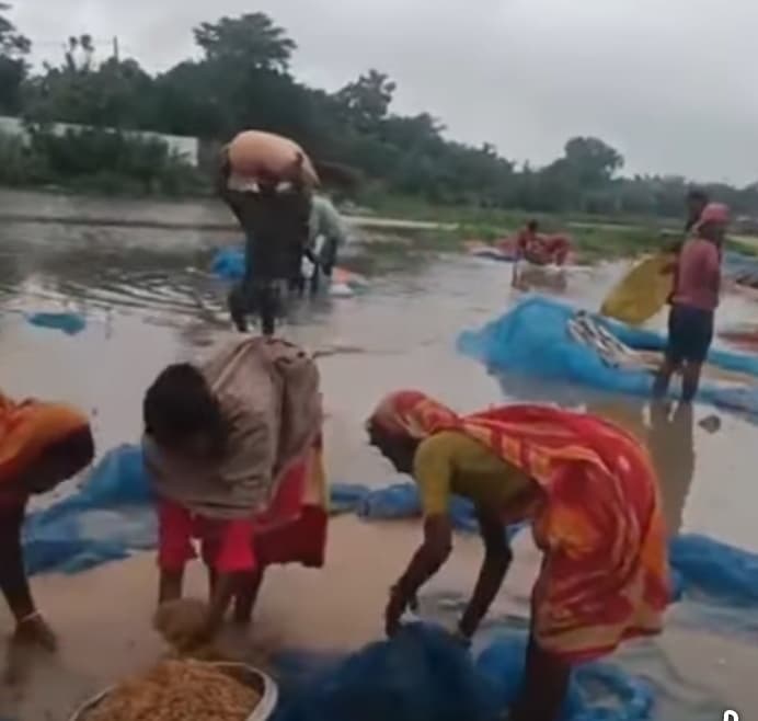 मुसलाधार बारिश से मक्का फसल को पहुंची क्षति