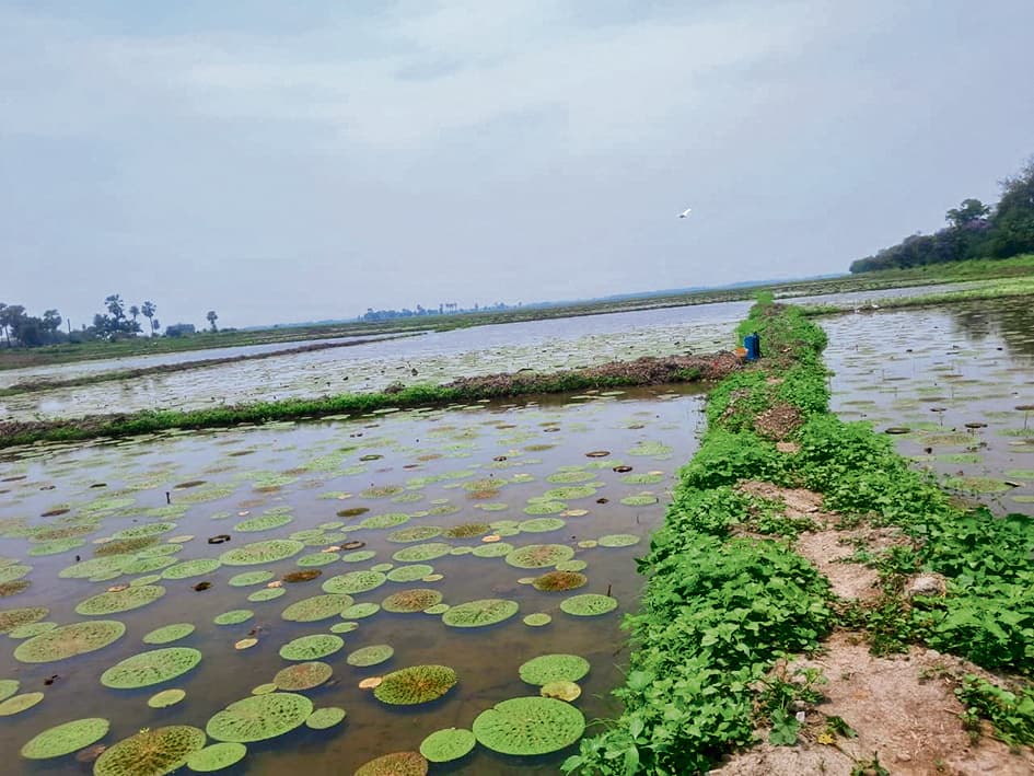 Begusarai News : कांवर टाल में 25 बीघे में हो रही मखाने की खेती