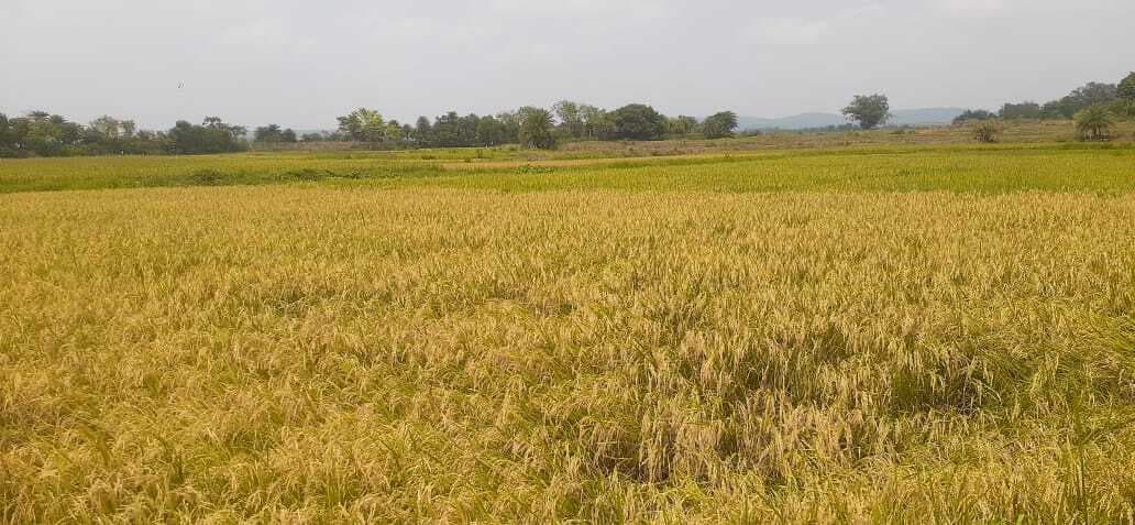 East Singhbhum News : मार्च से अबतक 234.9 मिमी बारिश ने प्रचंड गर्मी से राहत दी