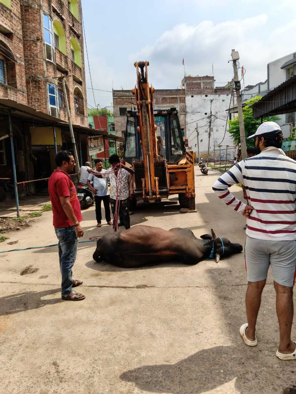 Deoghar news : हरिहरबाड़ी में आतंक के पर्याय बने सांड़ को निगम कर्मियों ने दवाई देकर किया बेहोश, त्रिकुट पहाड़ इलाके में छोड़ा