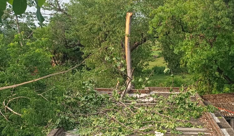 आंधी-बारिश से घर पर गिरा पेड़, क्षतिग्रस्त
