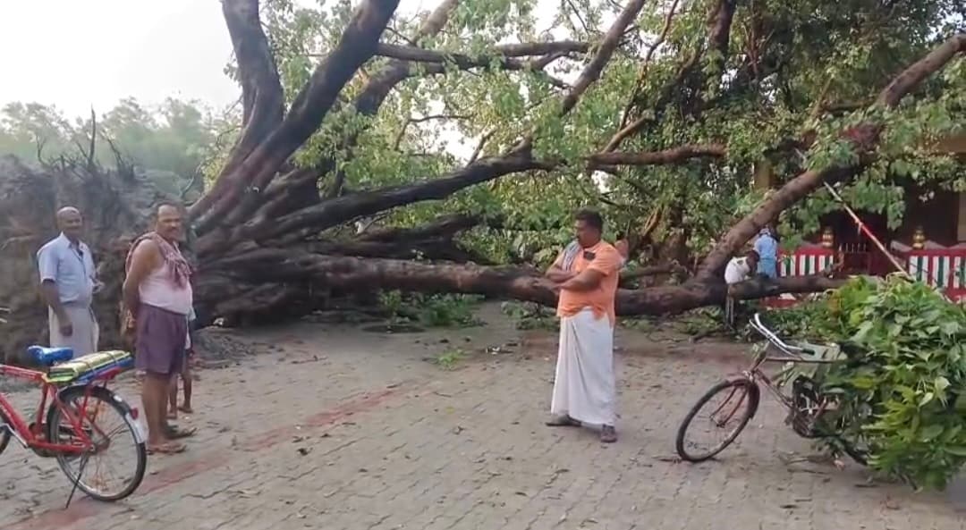 Motihari : तेज आंधी में पीपल व आम का पेड़ गिरा, मंदिर बचा