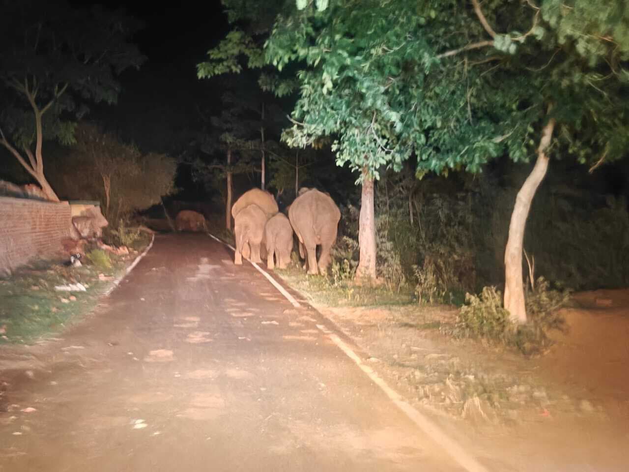 Giridih News : सरिया में चौथे दिन भी हाथियों ने मचाया उत्पात