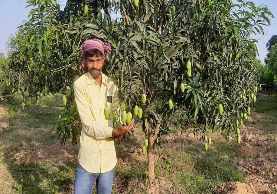 East Singhbhum News : आम बागवानी कर सालाना एक लाख कमा रहा गालूडीह का किसान