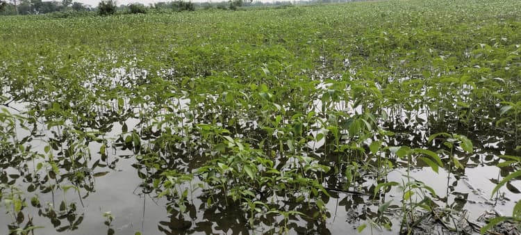 बेमौसम बारिश से किसानों की बढ़ी चिंता, मूंग-जूट की फसलें बर्बादी के कगार पर