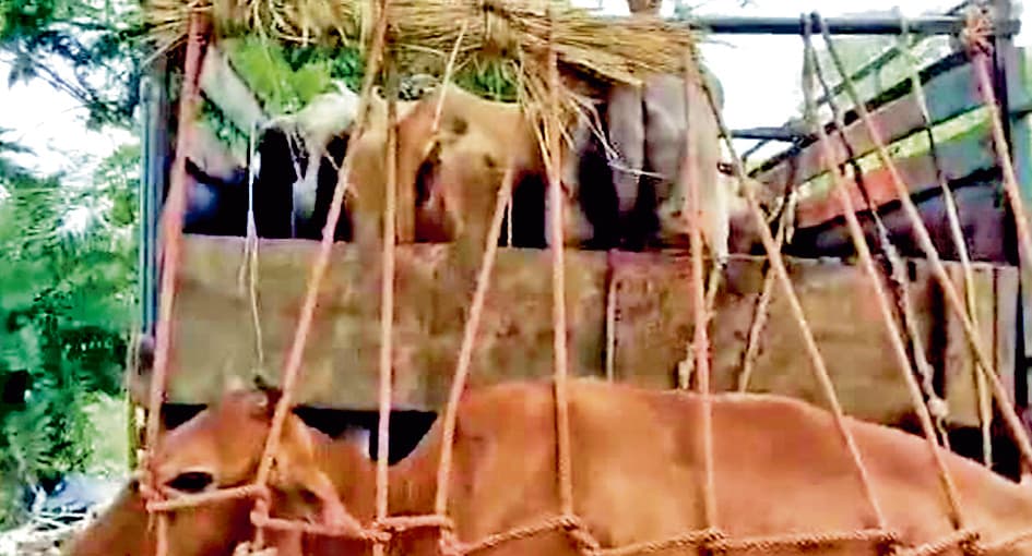 बीरभूम में तस्करी से बचायी गयीं 27 गायें, 15 लोग हुए गिरफ्तार