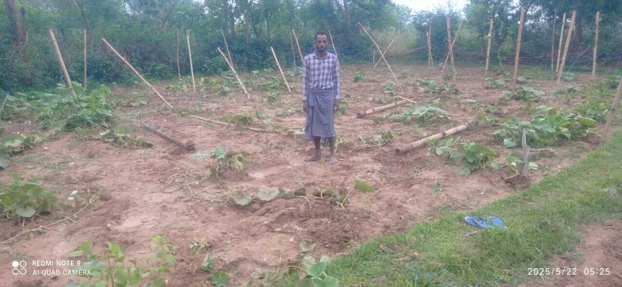 Seraikela Kharsawan News : डुमरा-चोगाटांड़ में हाथी ने घर का गेट तोड़ा, लौकी व कटहल को बर्बाद किया