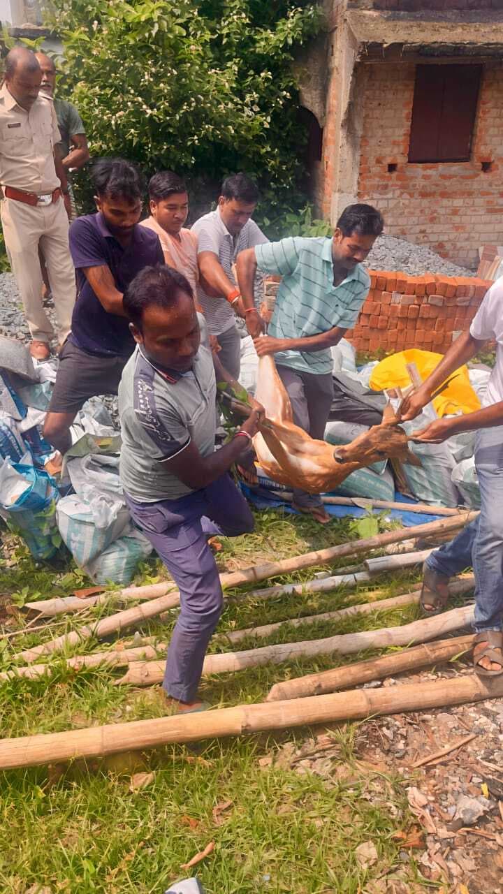 East Singhbhum News : पानी की तलाश में शहर पहुंचा हिरण कुत्तों ने दौड़ाया, ग्रामीणों ने बचाया
