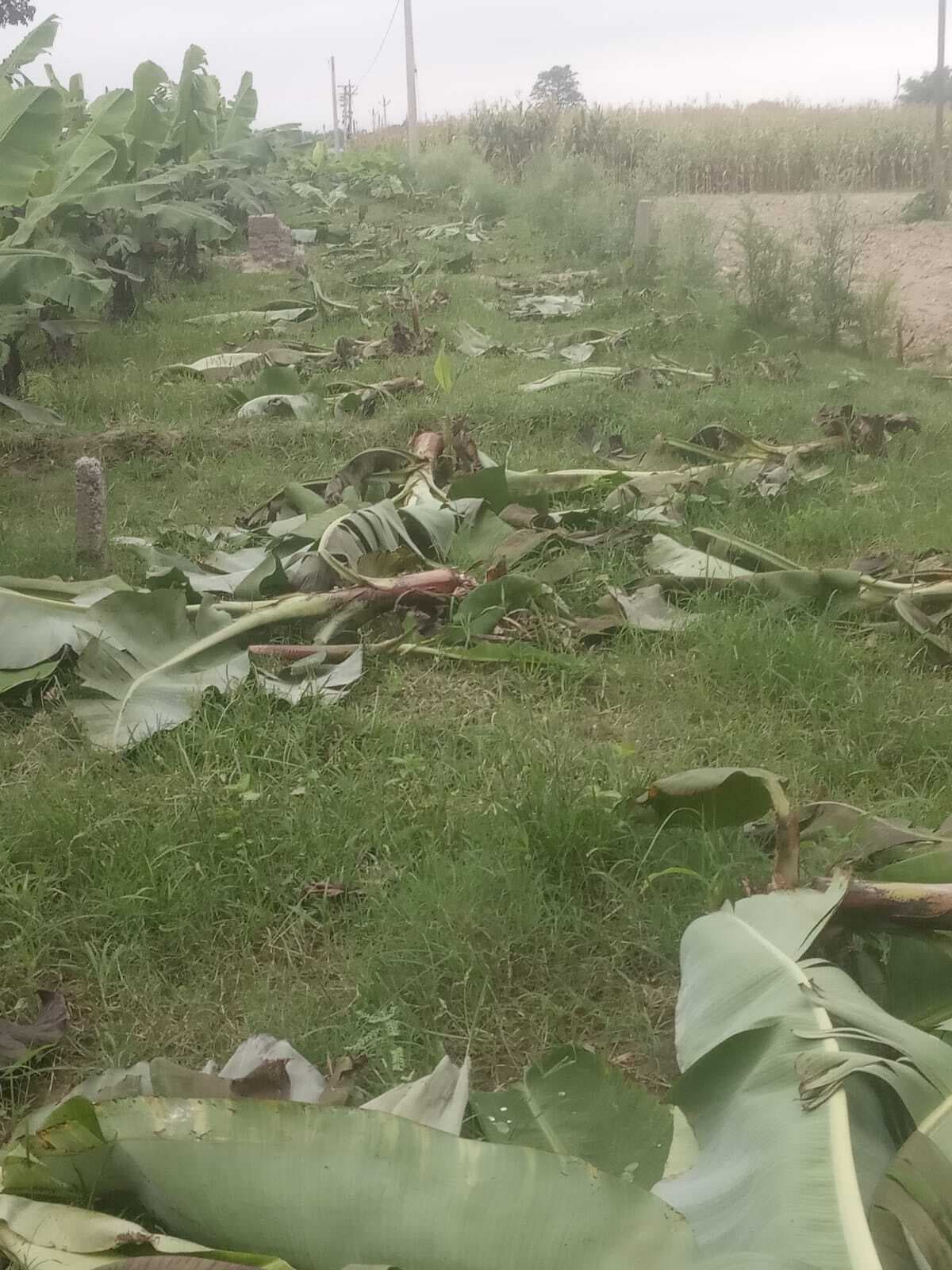 केला की फसल को किया नष्ट, थाना में दिया आवेदन