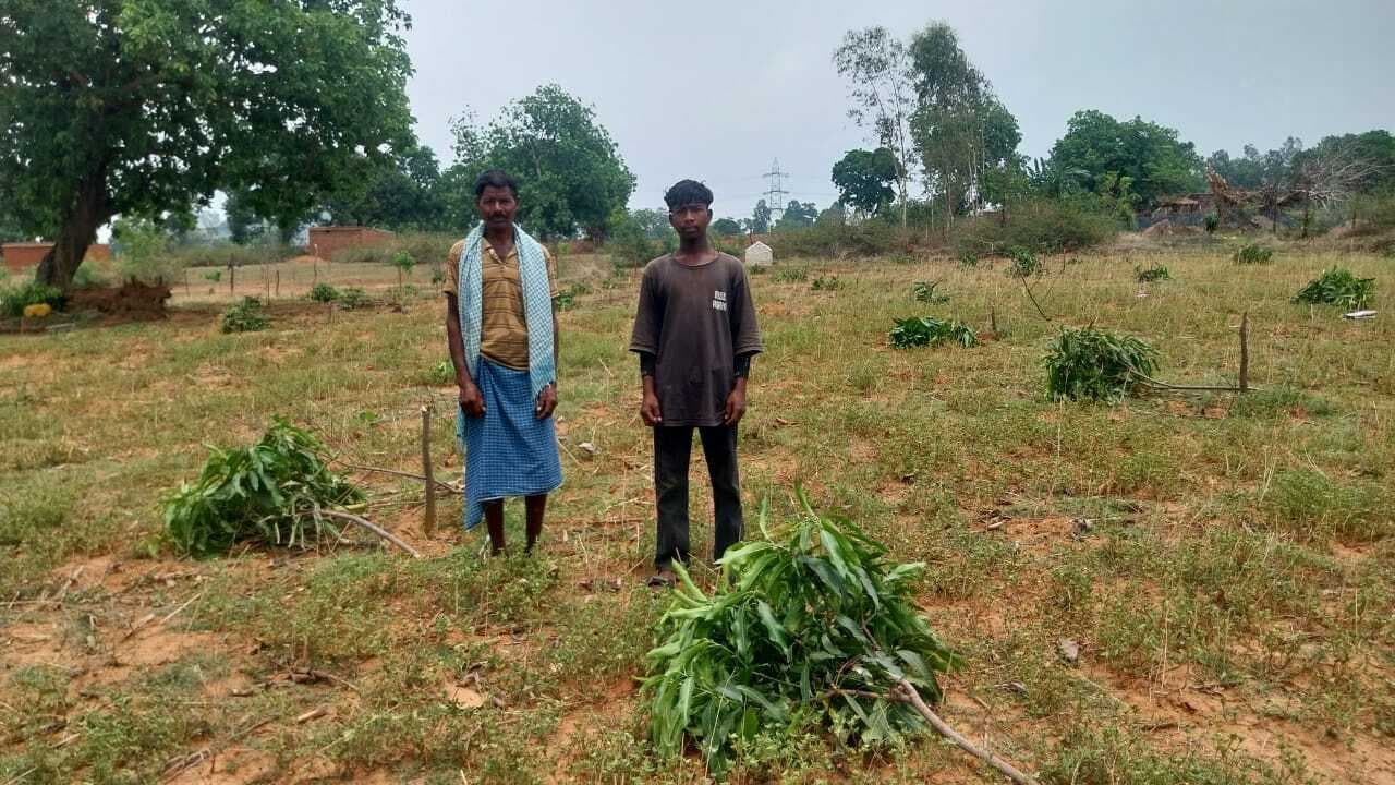 किसान के 112 आम के पौधों को किया बर्बाद