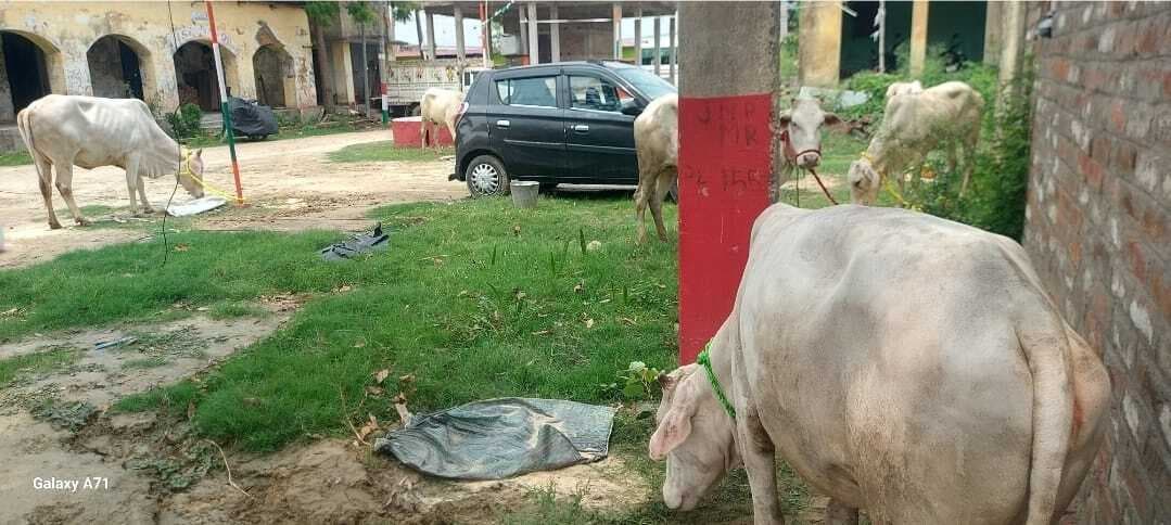 Madhubani News : तस्करी के लिये ले जा रहे आठ गाय व वाहन जब्त