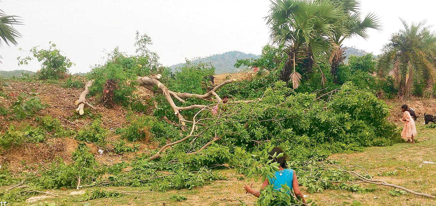 Gaya News : शंकरपुर के पास मनरेगा की ओर से लगाये गये सैकड़ों पेड़ काटे