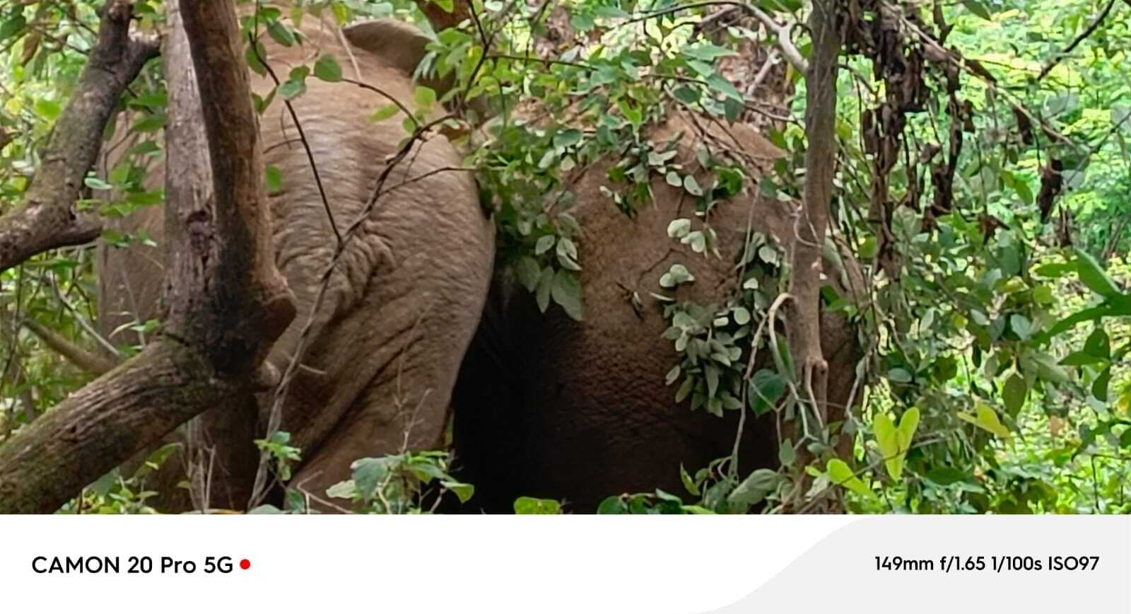 शहर के करीब पहुंचे दो जंगली हाथी, लोगों में दहशत