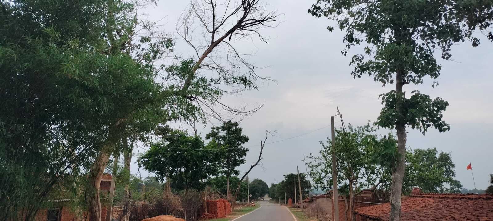 सड़क किनारे सूखे पेड़ से राहगीरों को खतरा