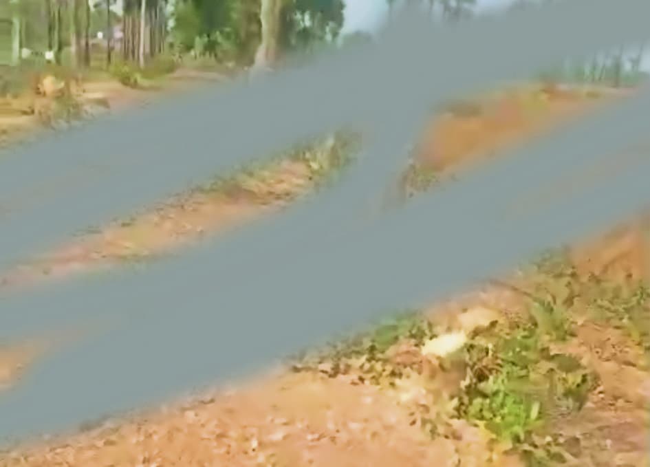 Gaya News : गुरुआ के चिलोर गांव में मनरेगा के तहत लगे सैकड़ों पेड़ काटे