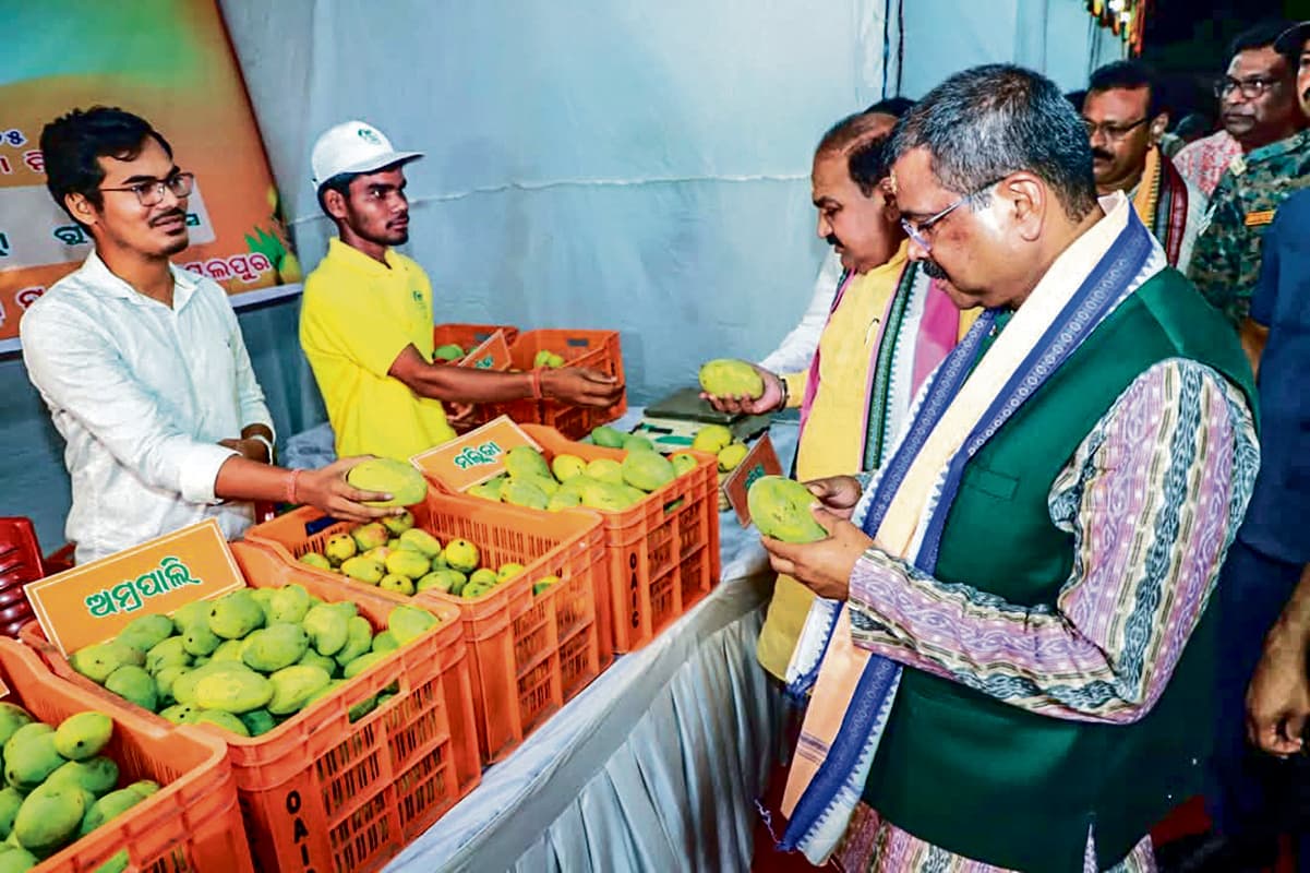 Sambalpur News: दुबई और इंग्लैंड तक पहुंची संबलपुर के आम की मिठास