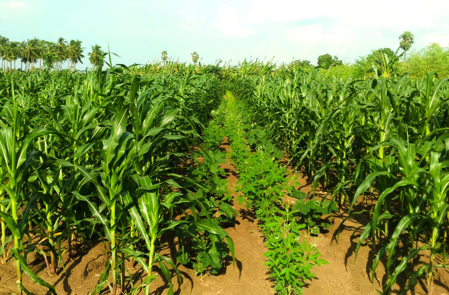 Ranchi News : राज्य के 12 जिलों में 4400 हेक्टेयर पर होगी प्राकृतिक खेती