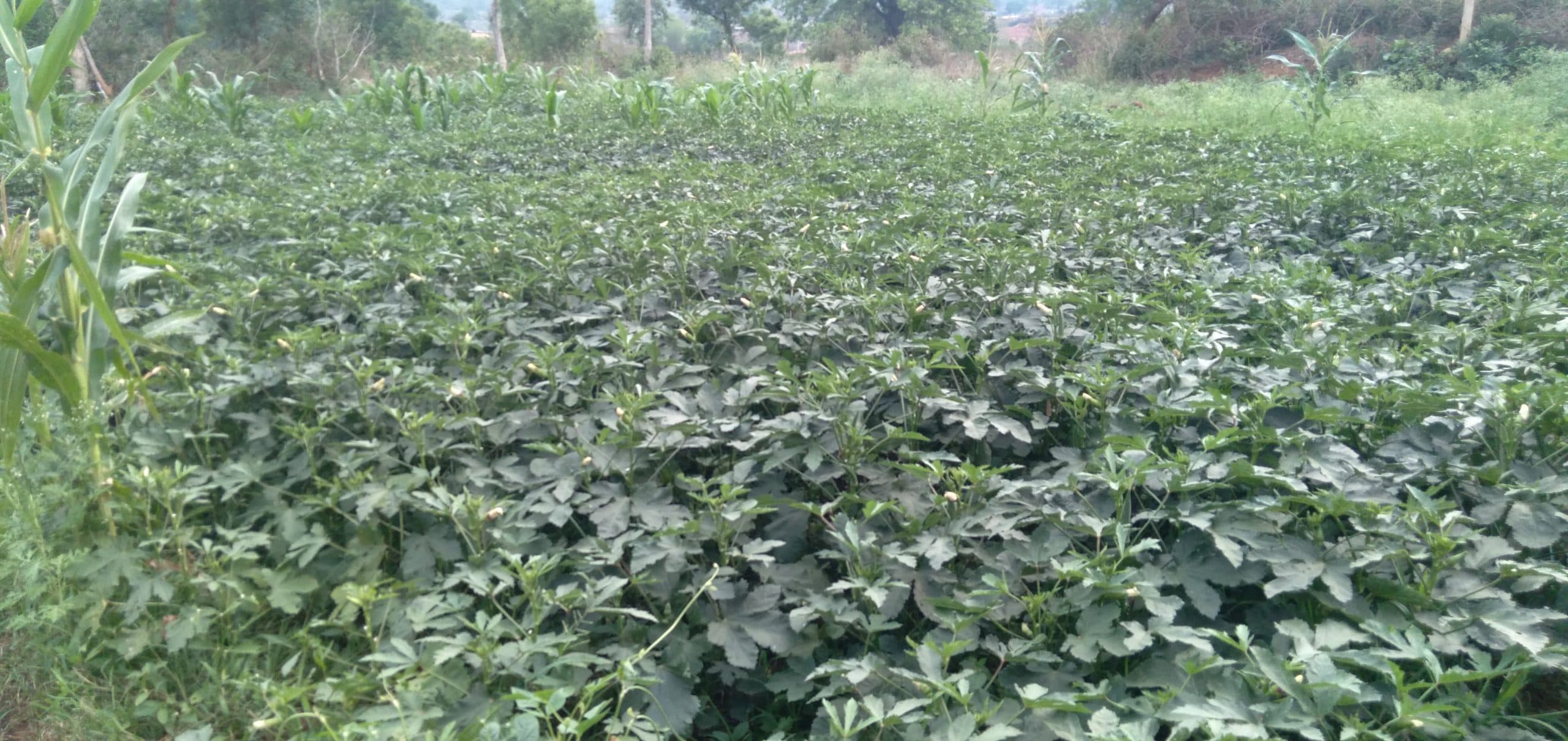 फसल उत्पादन की लागत बढ़ी, किसानों की आमदनी घटी