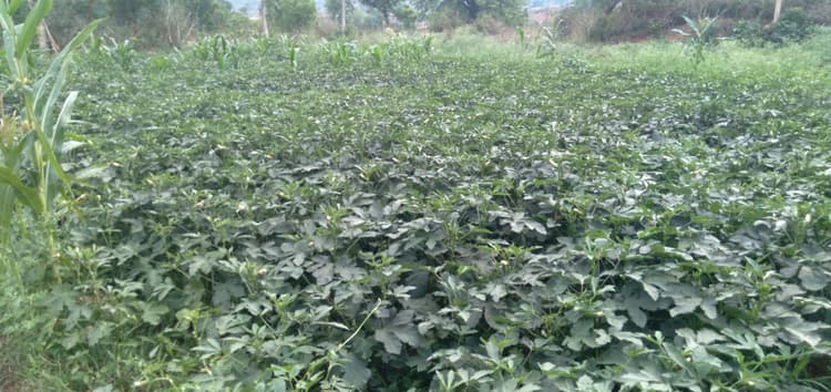 फसल उत्पादन की लागत बढ़ी, किसानों की आमदनी घटी