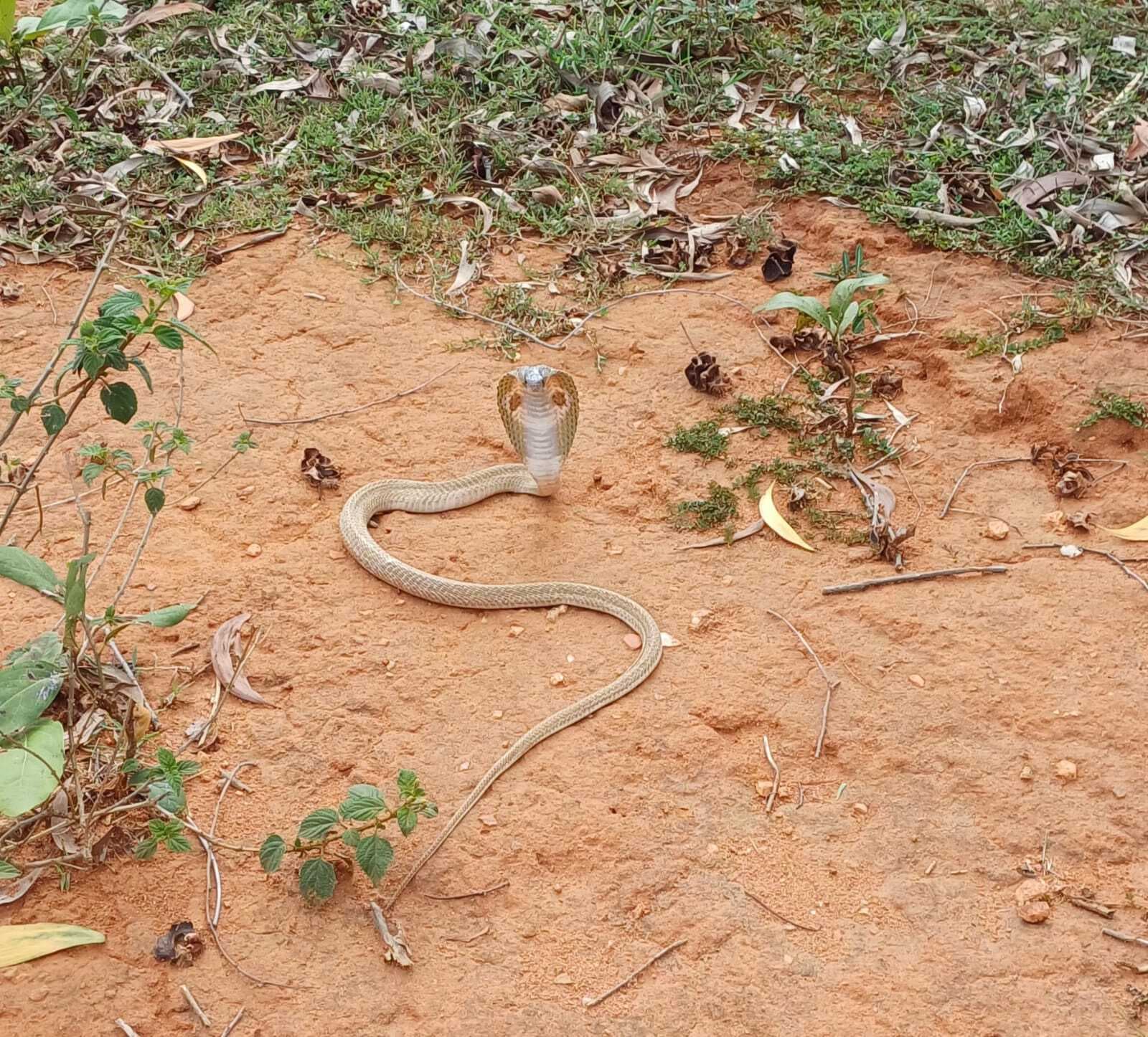 नारायणपुर में निकला 4 फीट का कोबरा, किया गया रेस्क्यू