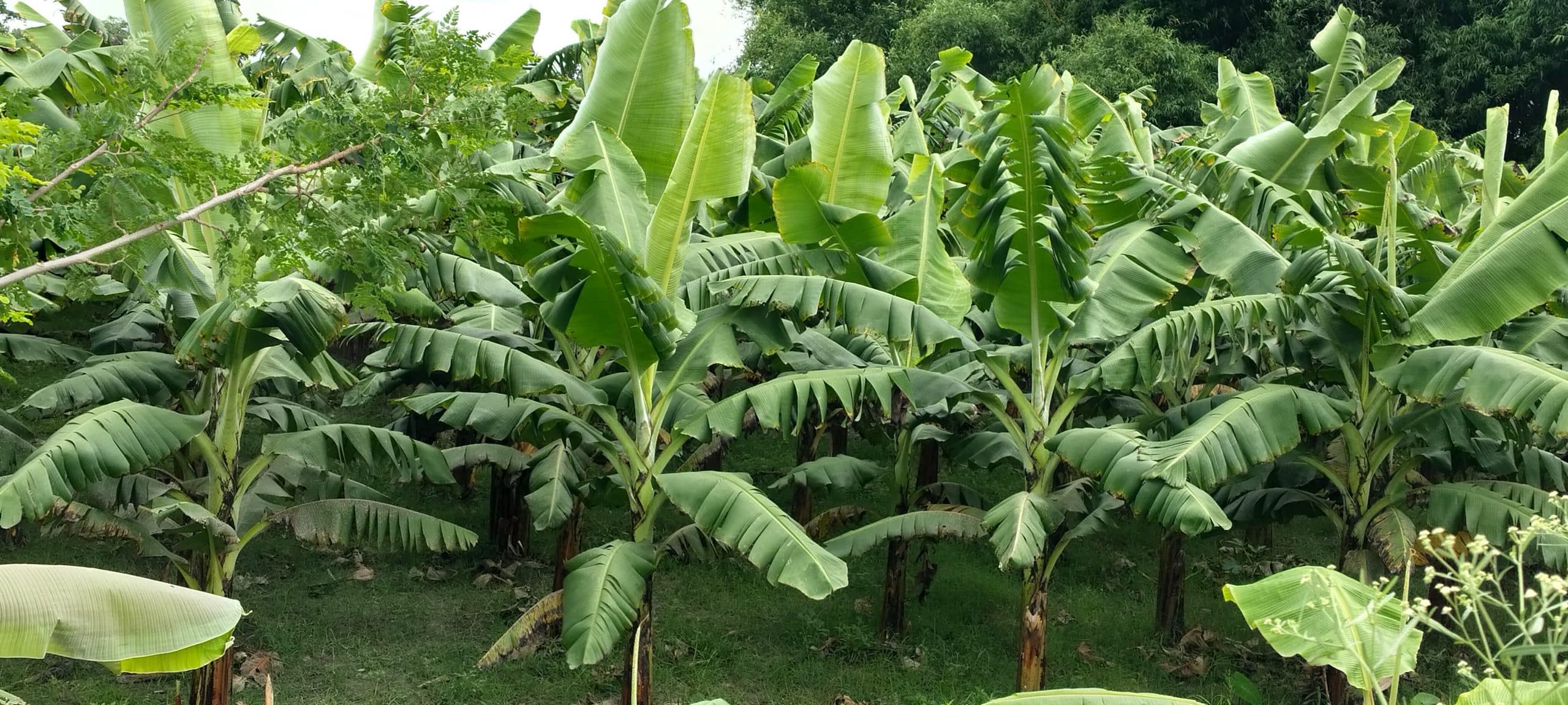 विलुप्ति के कगार पर पहुंची केले की खेती, पनामा विल्ट ने उजाड़ी किसानों की खुशहाली