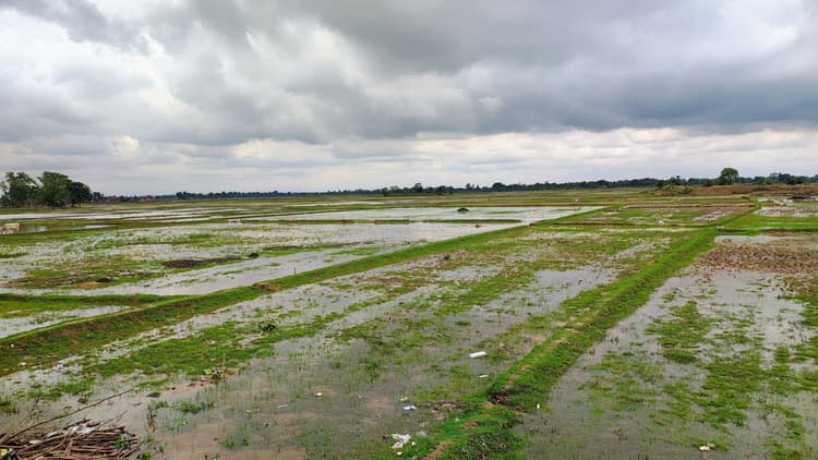 समय से पूर्व माॅनसून के प्रवेश की जतायी है संभावना, धान की खेती की तैयारी में जुटे किसान