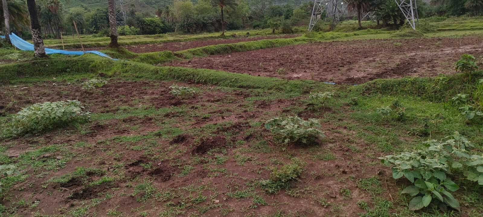 जिले के नौ कलस्टर में होगी प्राकृतिक खेती, जुड़ेंगे 11 हजार किसान