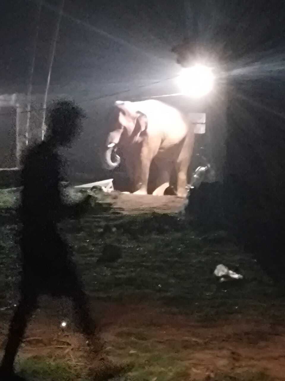 हाथी ने जबरा व गोनिया पंचायत में मचाया उत्पात