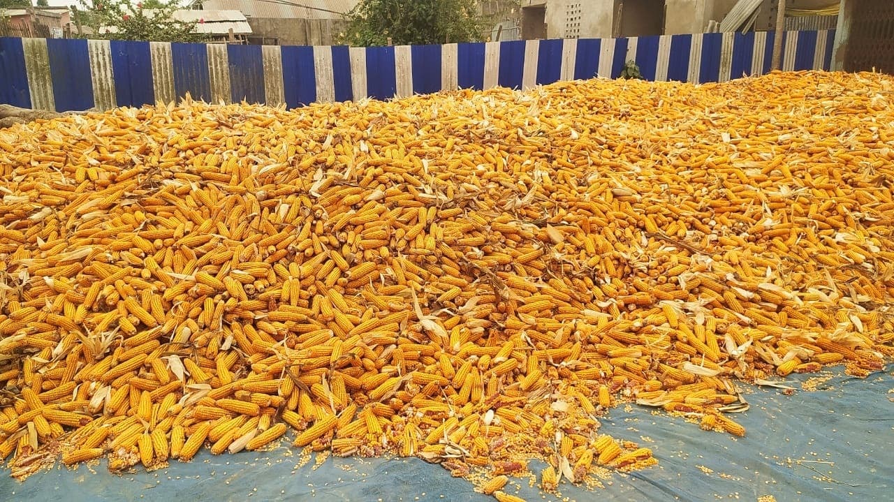 प्री-मानसून की बारिश से पूर्णिया के मक्का किसानों को बड़ा झटका