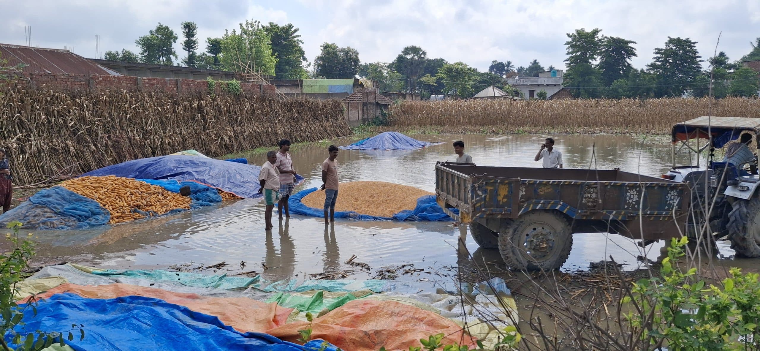 फलका में बारिश बनी आफत, मक्का की फसल बर्बाद, किसान रो रहे हैं खून के आंसू
