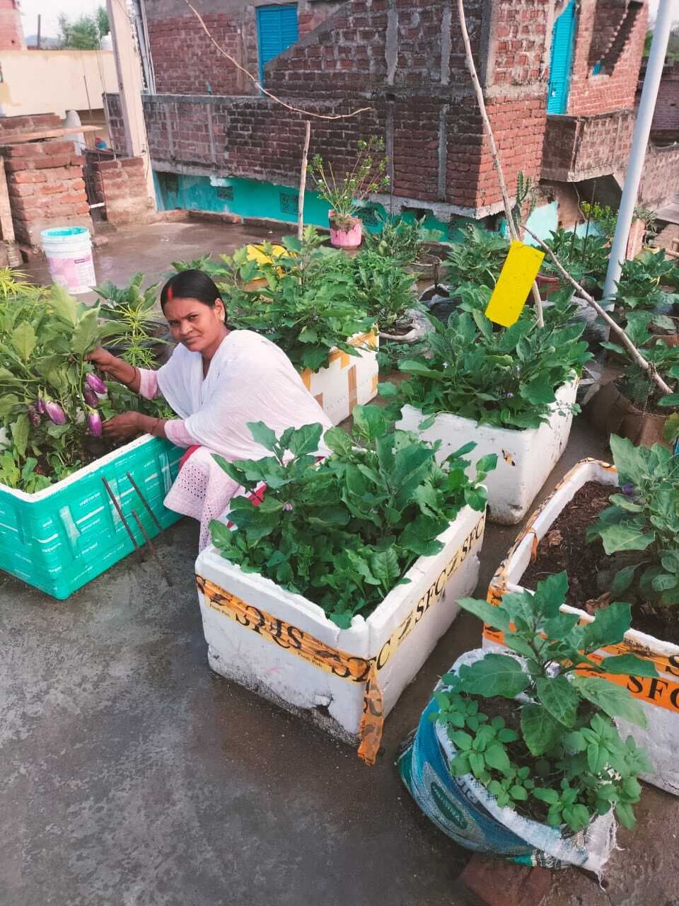 Gaya News : प्रभात खास : घर की छत को ही कंचन ने बना डाला किचन गार्डन