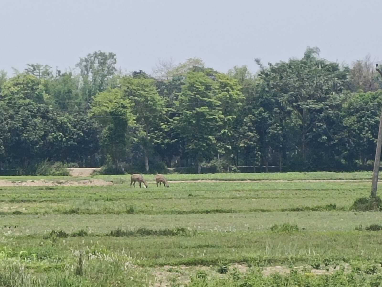 Madhubani News : नील गाय के आतंक से पंडौल प्रखंड के किसान परेशान