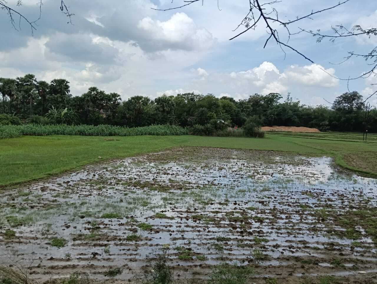 लगातार बारिश होने से मिट्टी में नमी अधिक, खेतों में नहीं गिरा पा रहे किसान धान का बीज