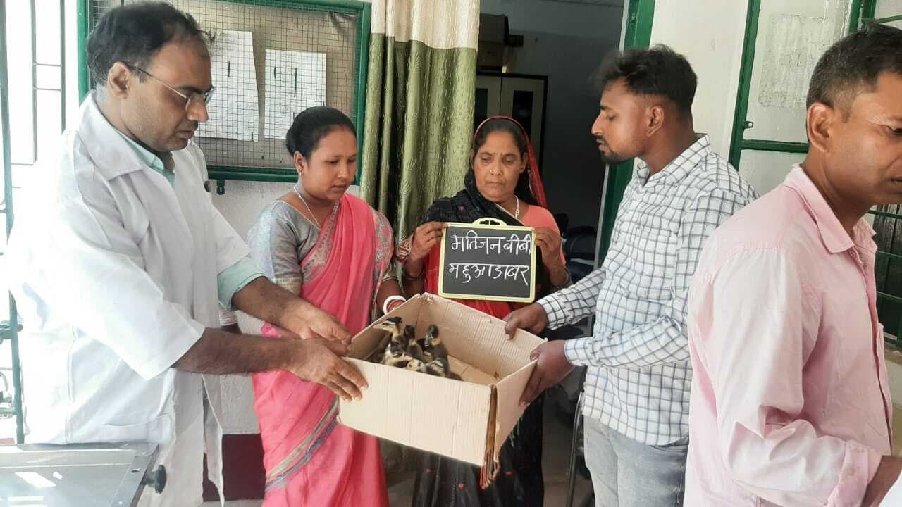 मुख्यमंत्री पशुधन योजना के तहत प्रमुख ने 26 लाभुकों के बीच चूजा वितरित