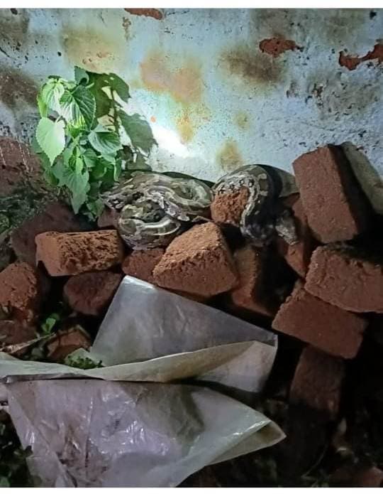 अजगर सांप का बच्चा मिलने से क्षेत्र में सनसनी