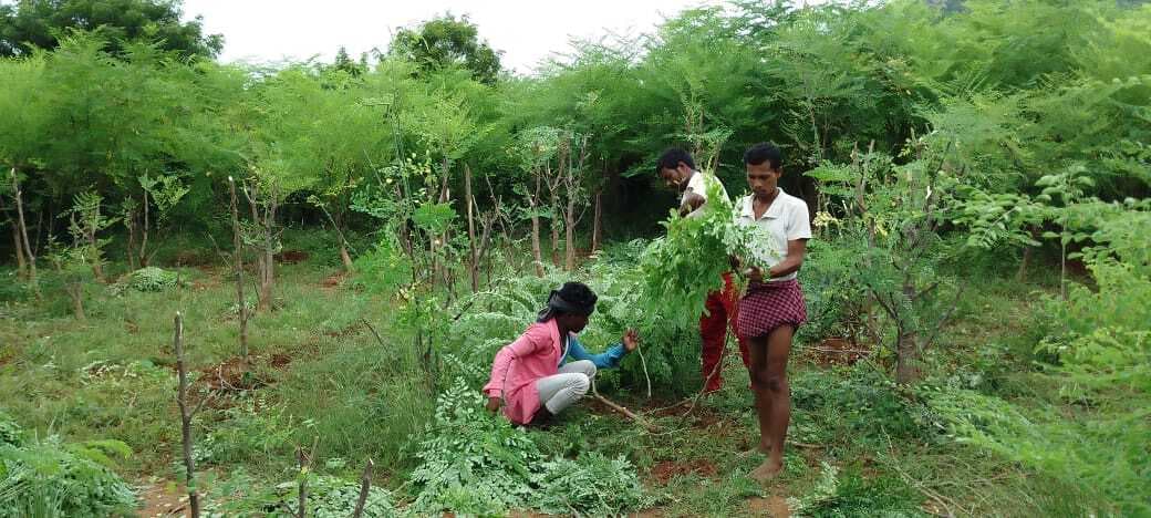 Gaya News : प्रभात खास : मोरिंगा पाउडर बना रोजगार की उम्मीद, गया-जहानाबाद के 300 परिवारों को मिला सहारा