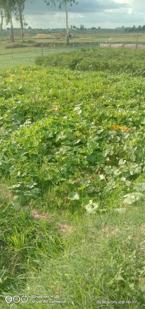 Giridih News: बेमौसम बरसात से फसलों पर बुरा असर, कीमत आसमान पर