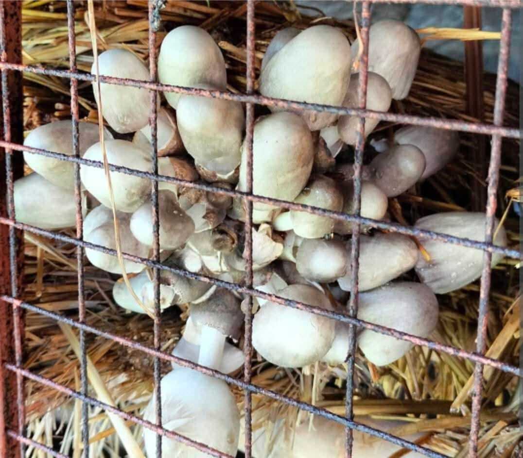 Seraikela Kharsawan News : एक लाख लोन लेकर की मशरूम की खेती, हर माह 30 हजार आय