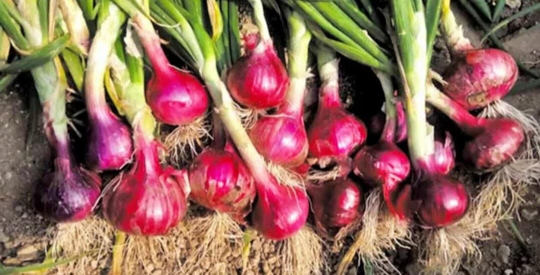 Darbhanga : प्याज की करें खेती, सरकार से लें 75 प्रतिशत अनुदान का लाभ