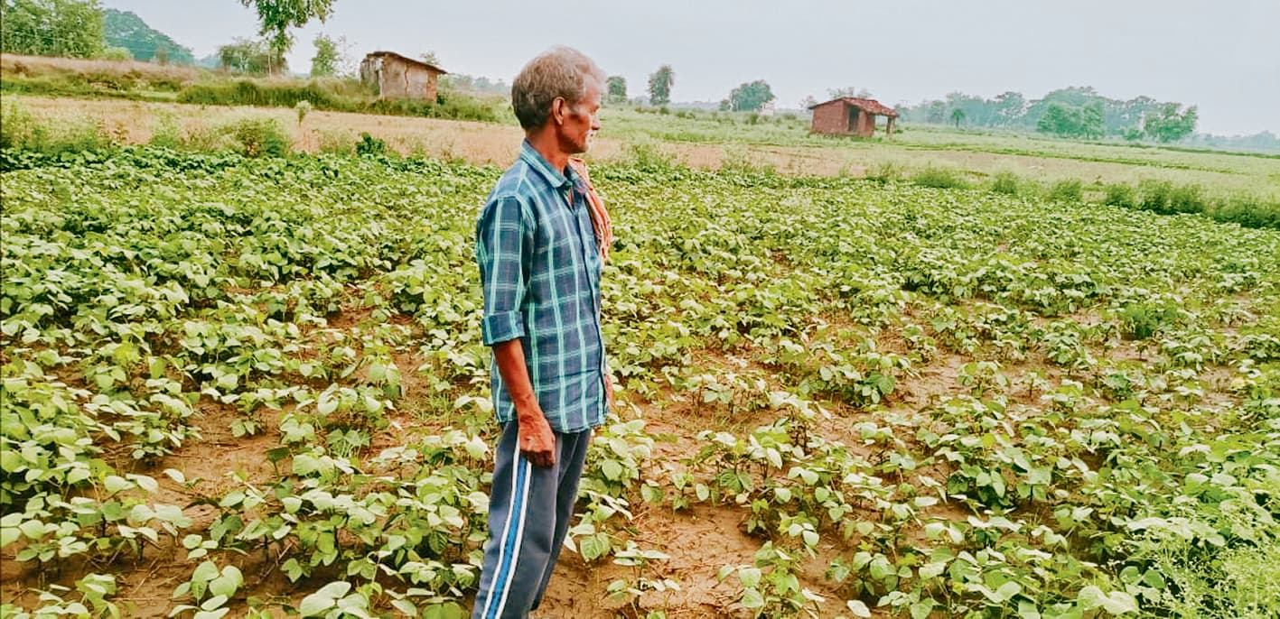 Gaya News : बेमौसम बारिश से मूंग और जेठुआ फसल को हुआ भारी नुकसान