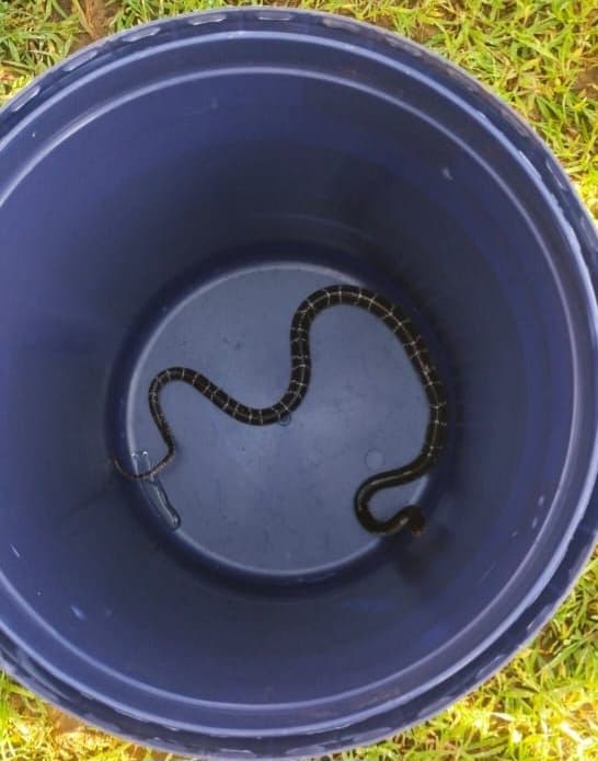 Giridih News: पलंग पर सोई बच्ची को करैत सांप ने काटा, मौत