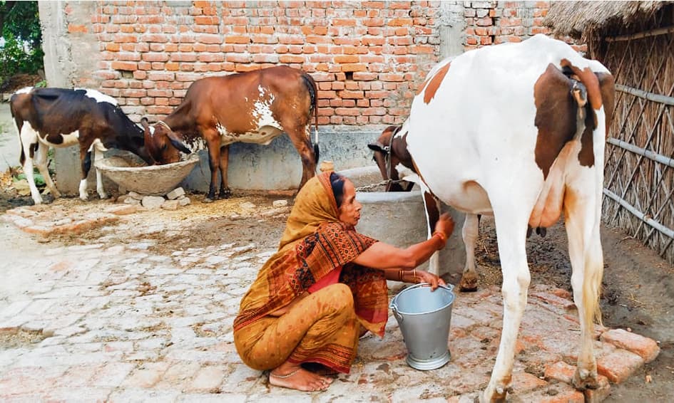 Gopalganj News : दुग्ध उत्पादन बना ग्रामीणों की आर्थिक मजबूती का आधार