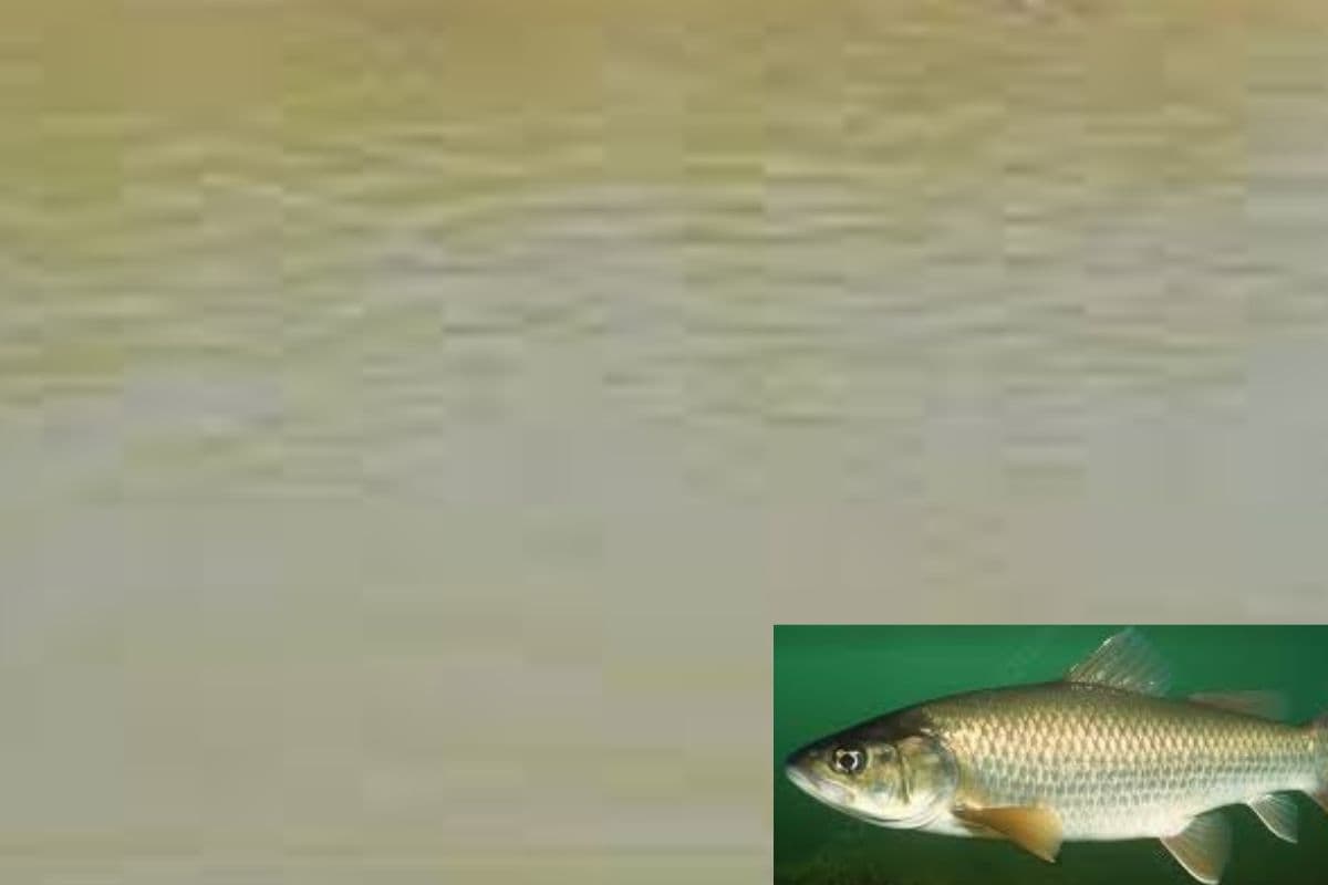 जिंदा मछली मुंह में घुसी, गले में जाकर फंसी, तालाब में मछली से खेल करना झारखंड के युवक को पड़ा महंगा