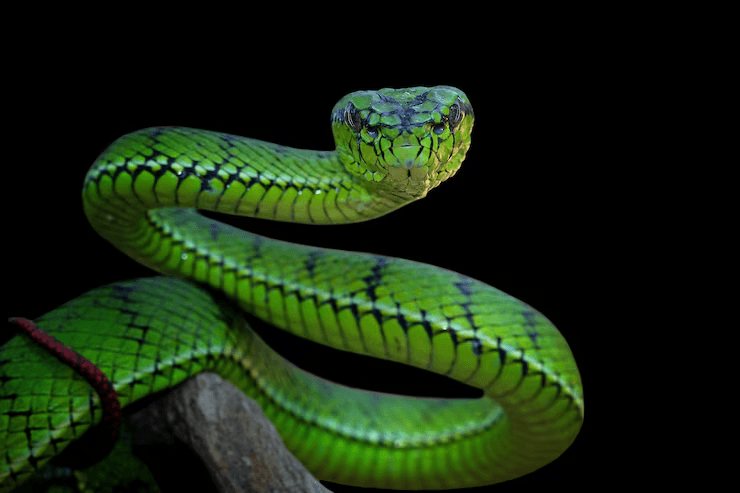 People drink snake blood
